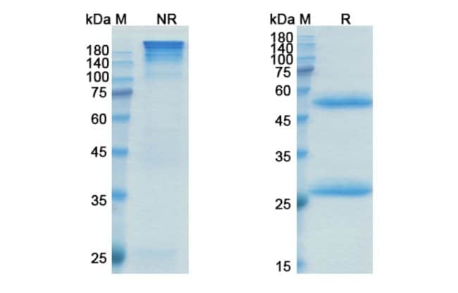 100UG LUPARTUMAB ANTIBODY 100 UG