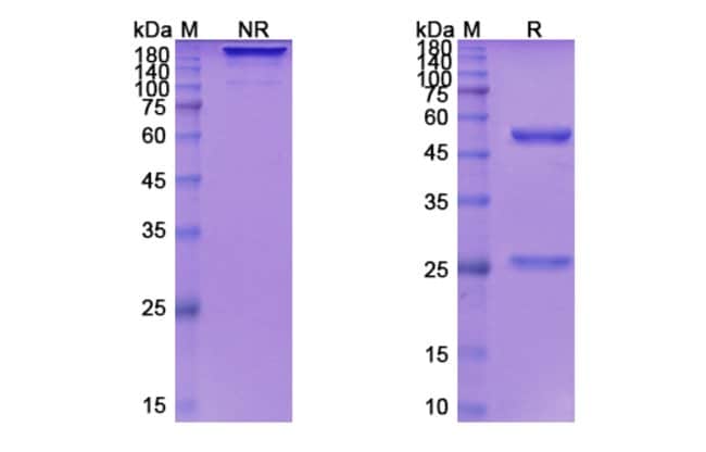 100UG DEPATUXIZUMAB ANTIBODY 100 UG