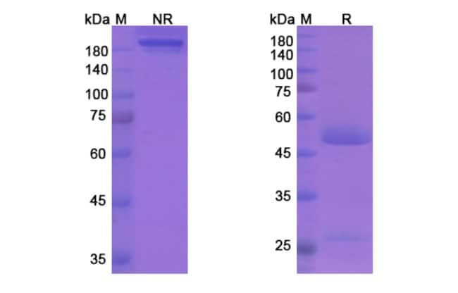 100UG FREMANEZUMAB ANTIBODY 100 UG