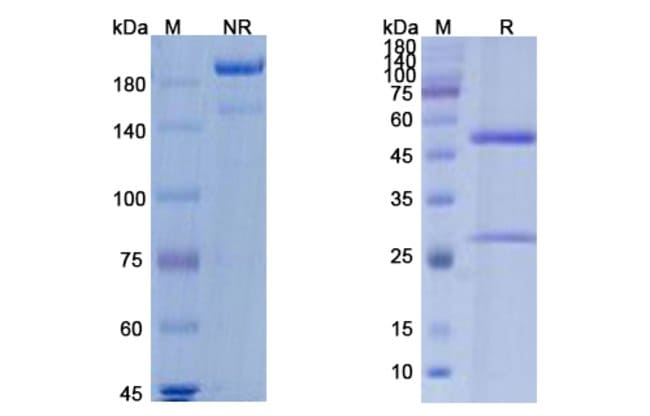 100UG BUROSUMAB ANTIBODY 100 UG