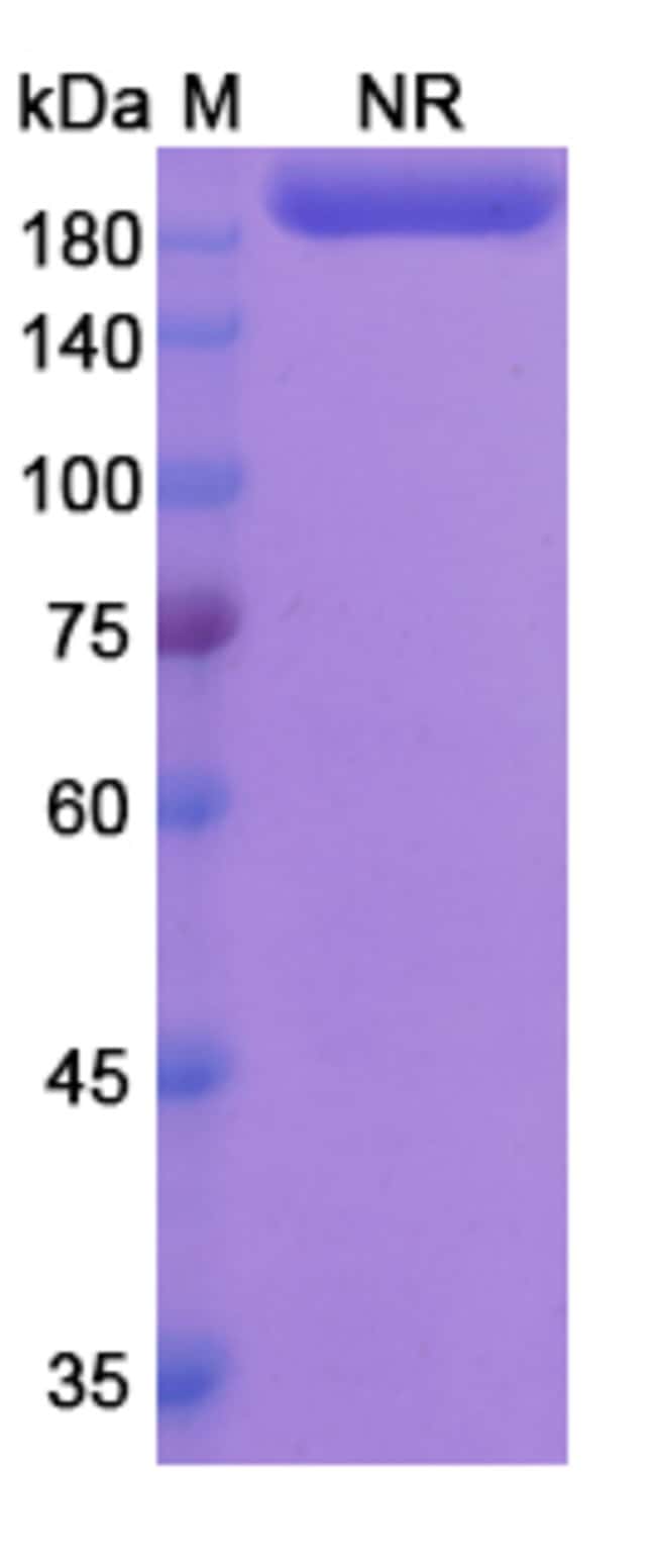 100UG LUTIKIZUMAB ANTIBODY 100 UG