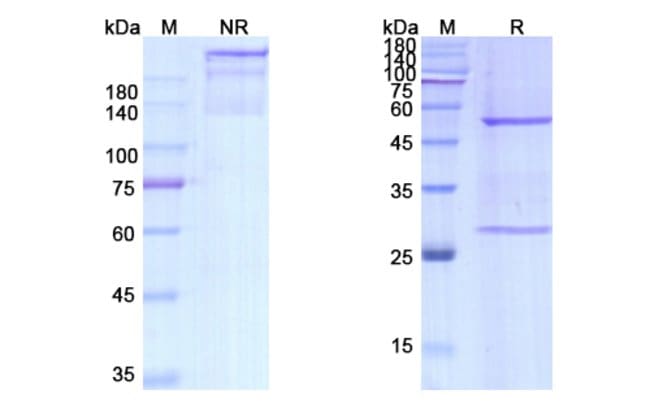 100UG DEZAMIZUMAB ANTIBODY 100 UG