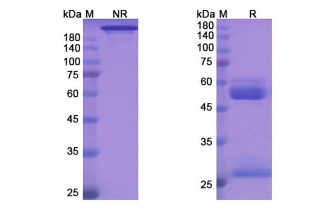 100UG APRUTUMAB ANTIBODY 100 UG