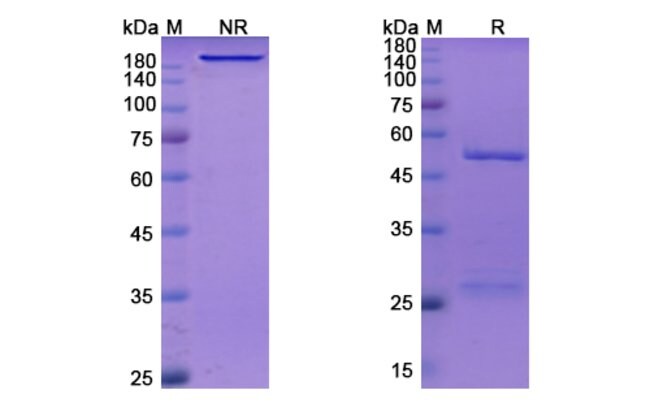 100UG CAMRELIZUMAB ANTIBODY 100 UG