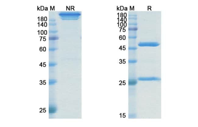 100UG ROSMANTUZUMAB ANTIBODY 100 UG