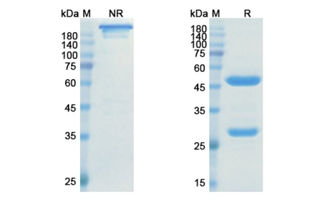 100UG RANEVETMAB ANTIBODY 100 UG