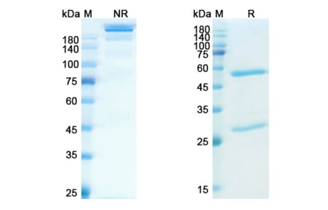 100UG BRAZIKUMAB ANTIBODY 100 UG