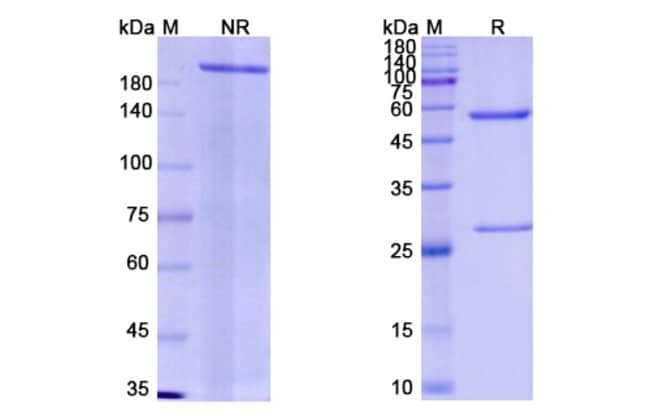 100UG EMAPALUMAB ANTIBODY 100 UG