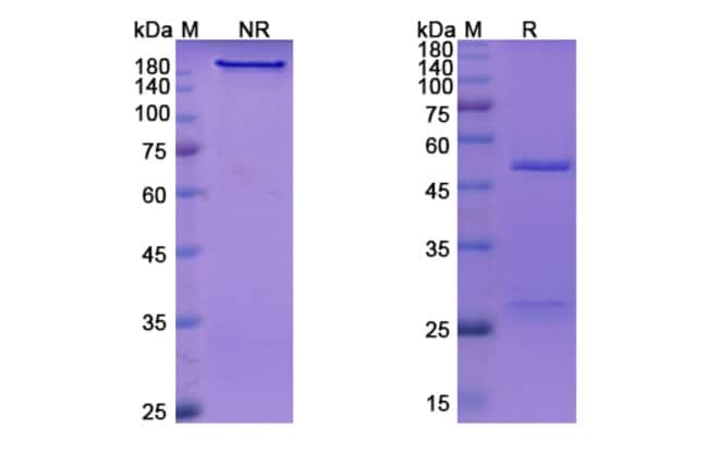100UG CRIZANLIZUMAB ANTIBODY 100 UG