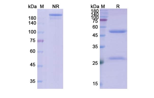 100UG TOMARALIMAB ANTIBODY 100 UG