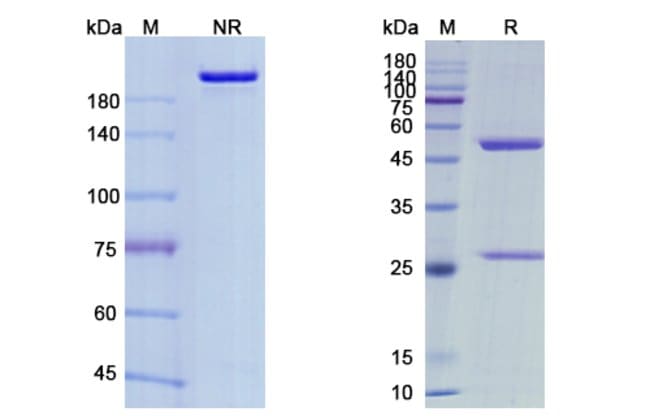 100UG MAFTIVIMAB ANTIBODY 100 UG