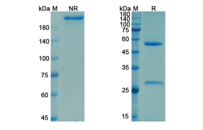 100UG GARETOSMAB ANTIBODY 100 UG