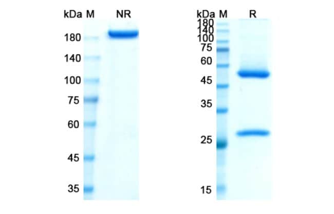 100UG LOSATUXIZUMAB ANTIBODY 100 UG