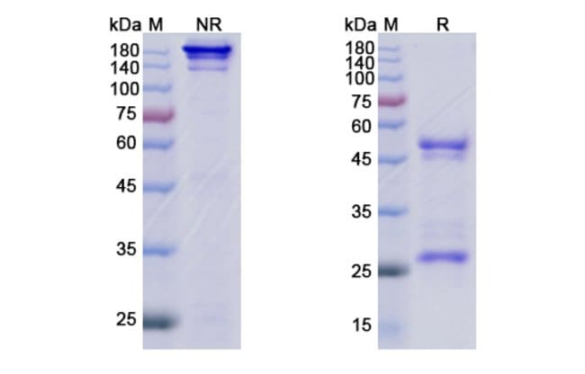 100UG VARISACUMAB ANTIBODY 100 UG