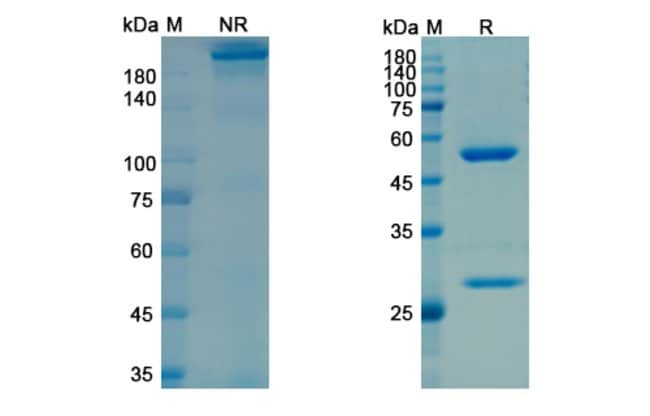 100UG FRUNEVETMAB ANTIBODY 100 UG