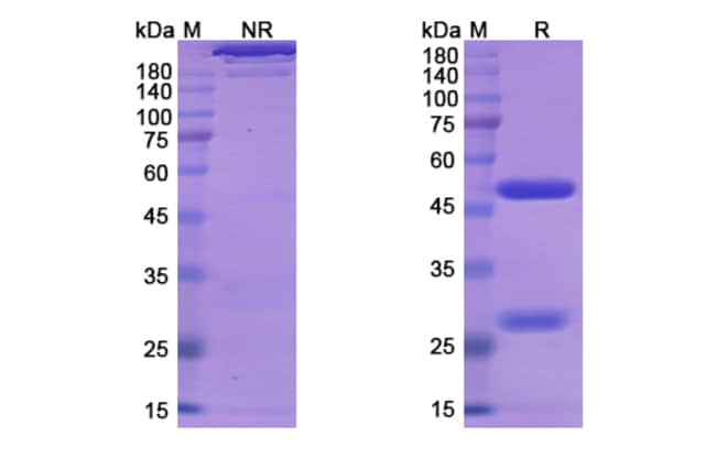100UG LESOFAVUMAB ANTIBODY 100 UG