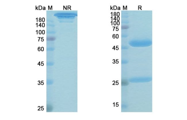 100UG GEDIVUMAB ANTIBODY 100 UG