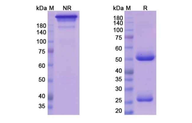 100UG AZINTUXIZUMAB ANTIBODY 100 UG