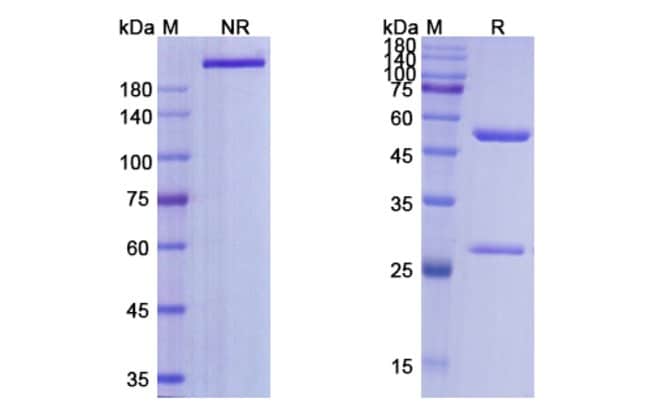 100UG SELICRELUMAB ANTIBODY 100 UG
