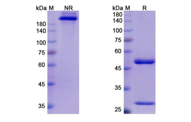 100UG COSFROVIXIMAB ANTIBODY 100 UG