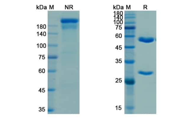 100UG PORGAVIXIMAB ANTIBODY 100 UG