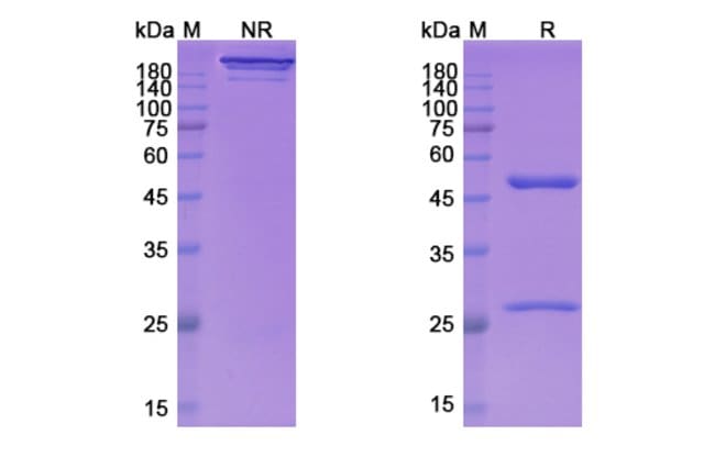 100UG LARCAVIXIMAB ANTIBODY 100 UG