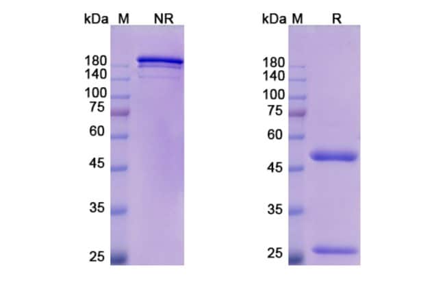 100UG OLECLUMAB ANTIBODY 100 UG