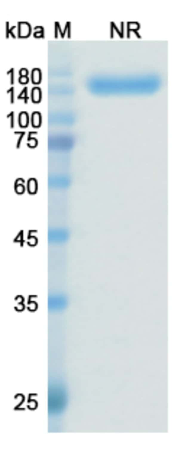 100UG ZANIDATAMAB ANTIBODY 100 UG