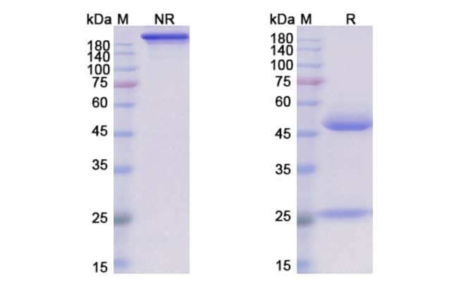 100UG TIMIGUTUZUMAB ANTIBODY 100 UG