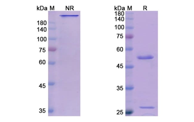 100UG GATIPOTUZUMAB ANTIBODY 100 UG