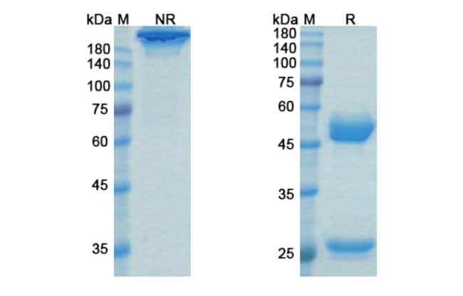 100UG TALACOTUZUMAB ANTIBODY 100 UG