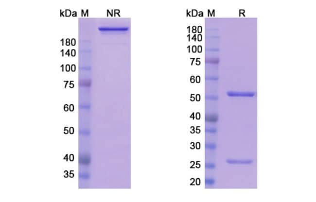 100UG SIRTRATUMAB ANTIBODY 100 UG