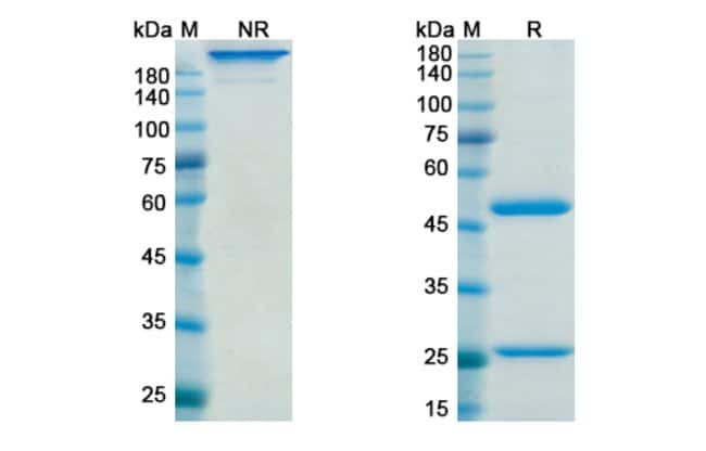 100UG GIMSILUMAB ANTIBODY 100 UG