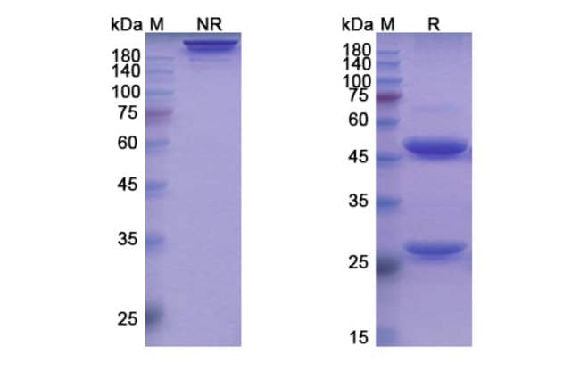 100UG IANALUMAB ANTIBODY 100 UG