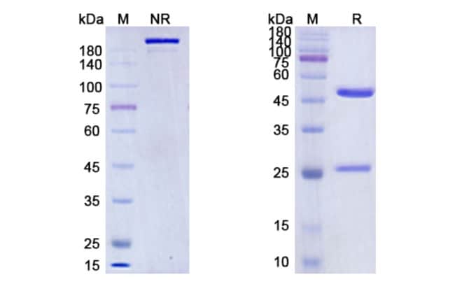 100UG SPARTALIZUMAB ANTIBODY 100 UG