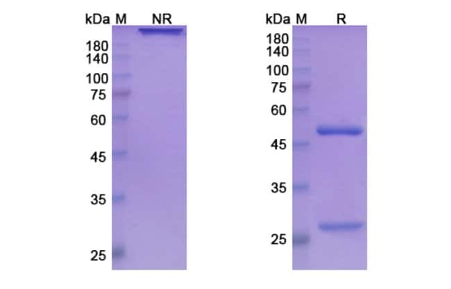 100UG LADIRATUZUMAB ANTIBODY 100 UG