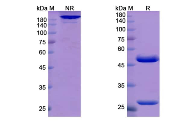 100UG ATIDORTOXUMAB ANTIBODY 100 UG