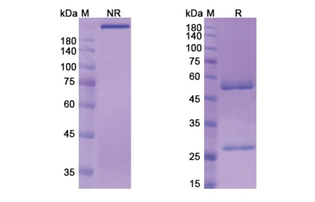 100UG BERLIMATOXUMAB ANTIBODY 100 UG