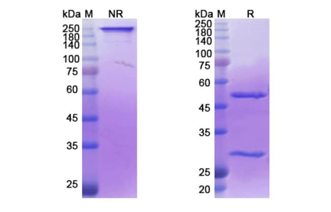 100UG ILADATUZUMAB ANTIBODY 100 UG