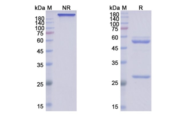 100UG MIRIKIZUMAB ANTIBODY 100 UG