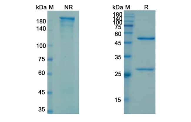 100UG COFETUZUMAB ANTIBODY 100 UG