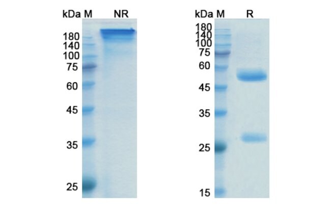 100UG PRASINEZUMAB ANTIBODY 100 UG