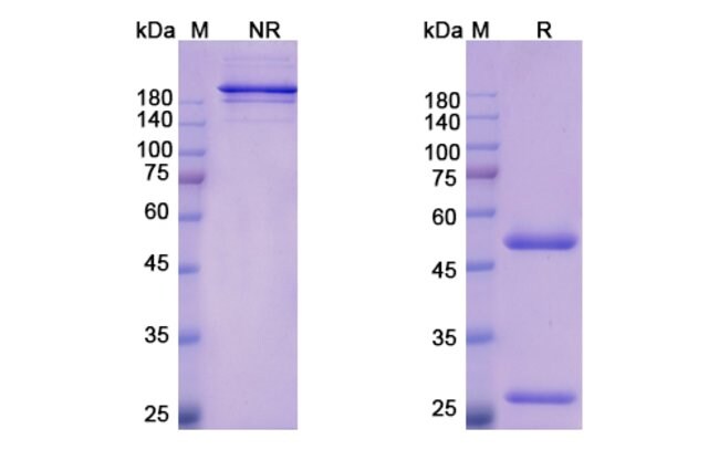 100UG BEMARITUZUMAB ANTIBODY 100 UG