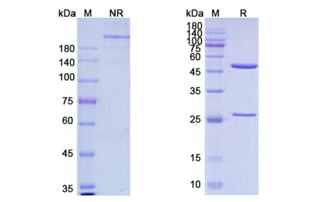 100UG ZENOCUTUZUMAB ANTIBODY 100 UG