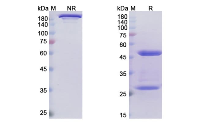 100UG NARSOPLIMAB ANTIBODY 100 UG