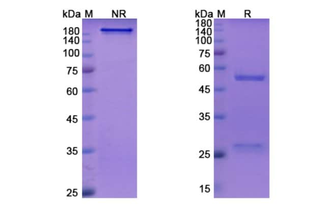 100UG ONTAMALIMAB ANTIBODY 100 UG