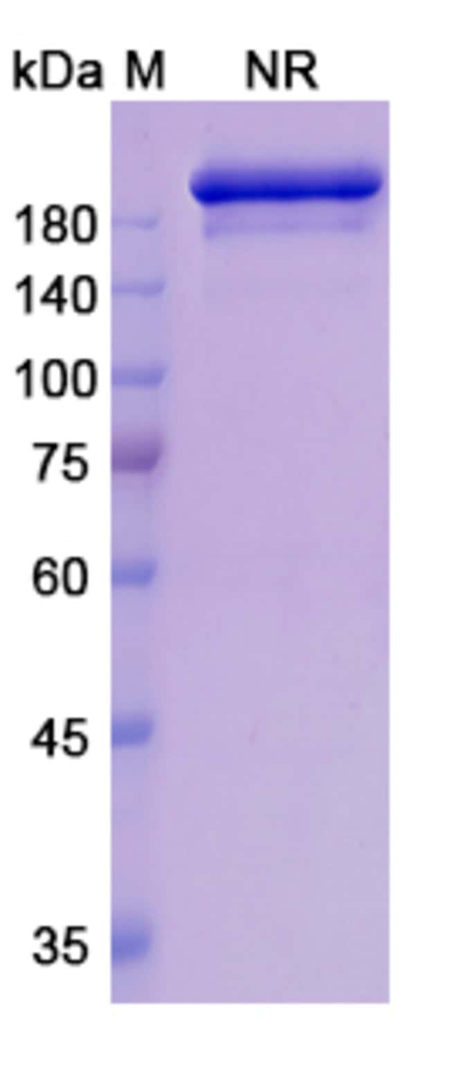 100UG ROMILKIMAB ANTIBODY 100 UG