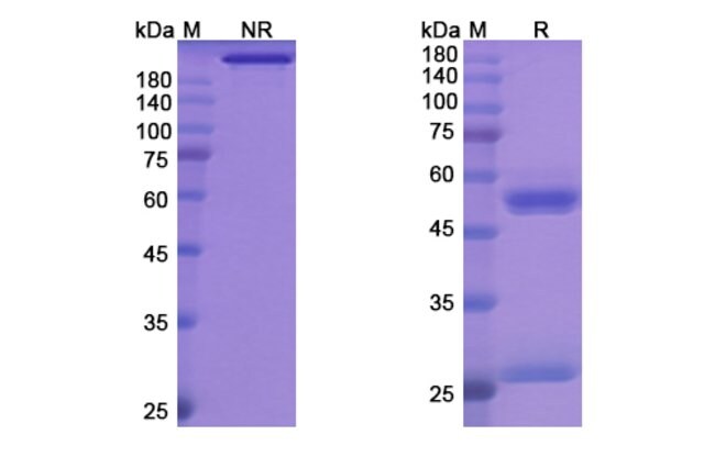 100UG BERSANLIMAB ANTIBODY 100 UG