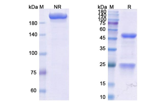 100UG VOPRATELIMAB ANTIBODY 100 UG