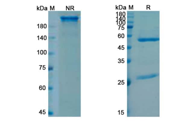 100UG SUTIMLIMAB ANTIBODY 100 UG